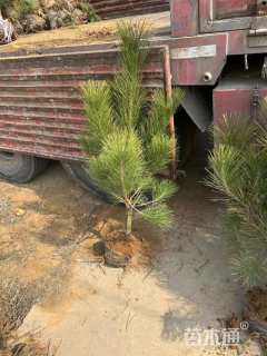 高度130厘米黑松