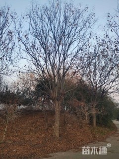 30公分栾树