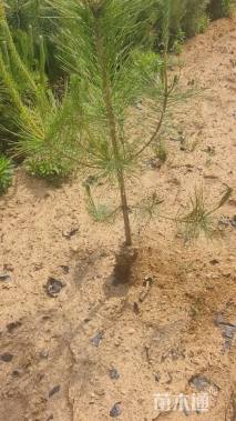 高度150厘米黑松小苗