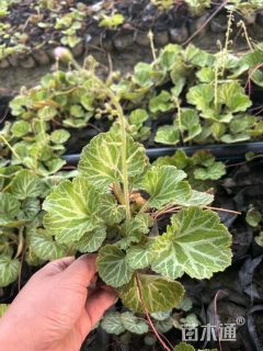 高度10厘米虎耳草