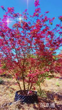 高度200厘米丛生红枫