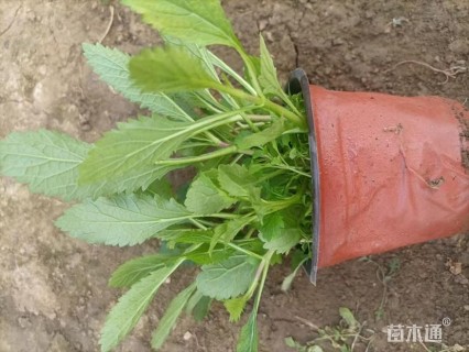 高度15厘米鼠尾草