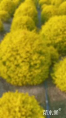 冠幅60厘米亮晶女贞球