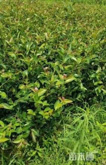 高度30厘米油茶