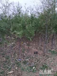 高度1500厘米柏树