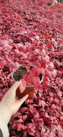 高度30厘米南天竹