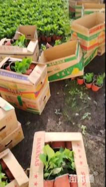 高度40厘米八仙花