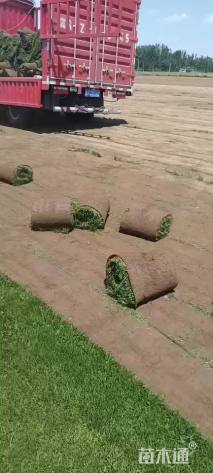 高羊茅