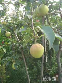 7公分梨树