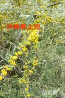 高度200厘米沙棘