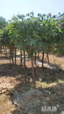 4公分高杆树状月季