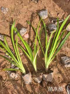 高度25厘米蜘蛛兰