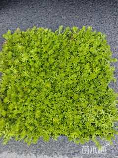 高度5厘米佛甲草