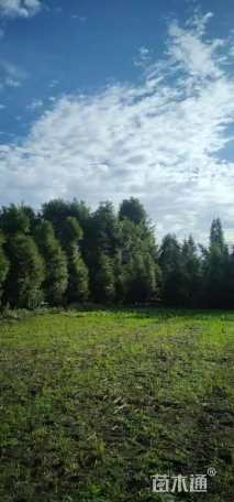 高度750厘米金丝楠木小苗