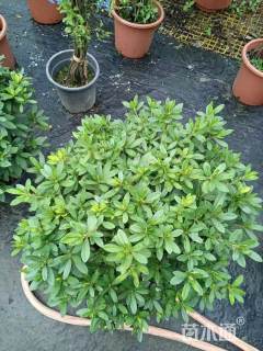 冠幅180厘米杜鹃球