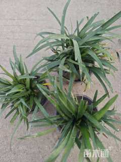 高度20厘米兰花三七草