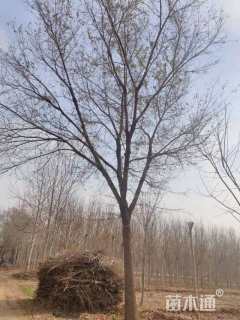 20公分榆树