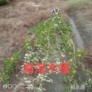 高度300厘米海滨木槿
