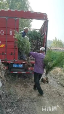 高度100厘米侧柏