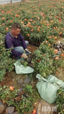 高度30厘米月季