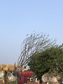 丛生朴树
