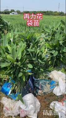 高度30厘米再力花