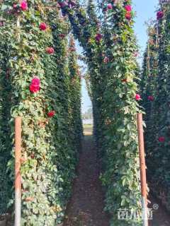 150厘米藤本月季