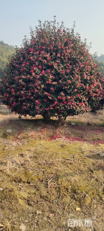 冠幅250厘米茶梅球