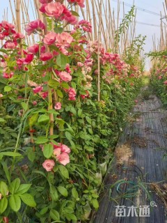 100厘米藤本月季