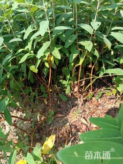 高度35厘米金丝桃