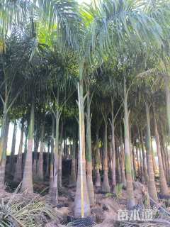 裸干高400厘米大王椰子