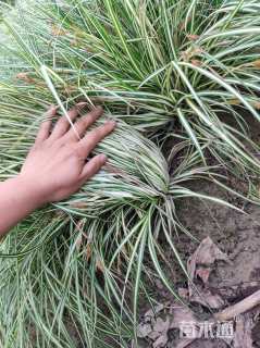 高度35厘米金叶苔草