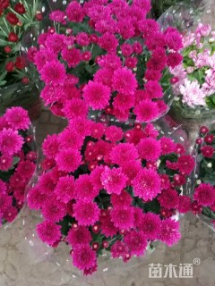 高度25厘米大丽花