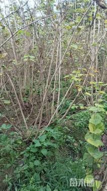 高度250厘米丛生紫荆