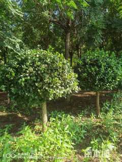 8公分高杆卫矛球