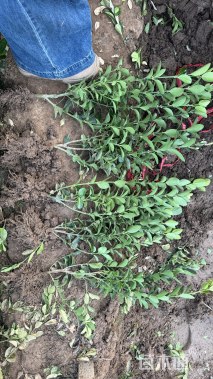 高度35厘米大叶黄杨