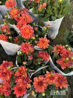 高度25厘米大丽花