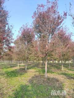 18公分美国红枫