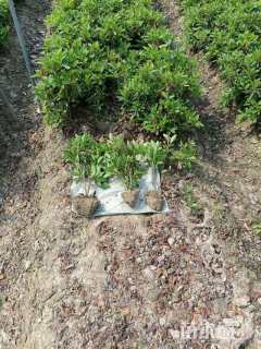 高度30厘米毛鹃