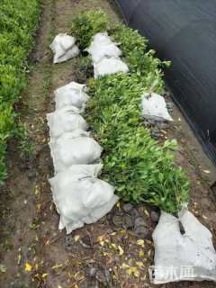 高度45厘米海桐