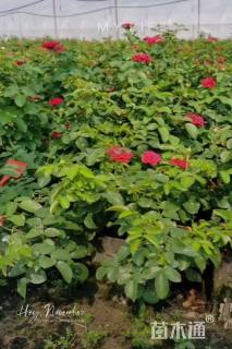 高度60厘米欧洲月季