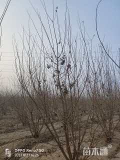 高度500厘米丛生五角枫