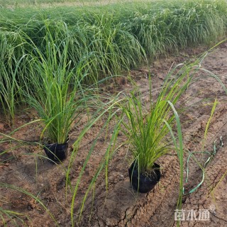 高度90厘米狼尾草