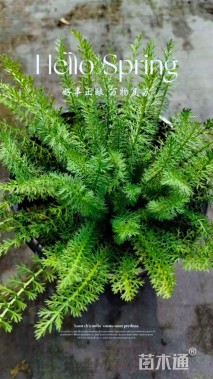 高度15厘米西洋蓍草