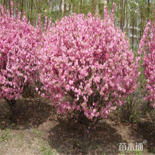 冠幅80厘米榆叶梅球