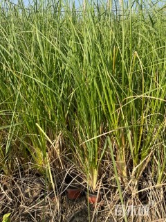 高度60厘米蒲苇