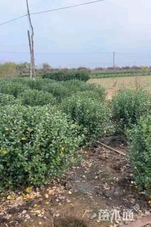 冠幅100厘米大叶黄杨球