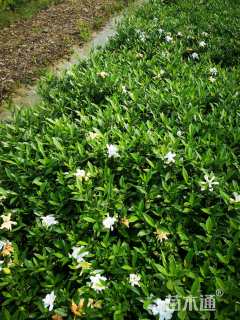 高度30厘米小叶栀子