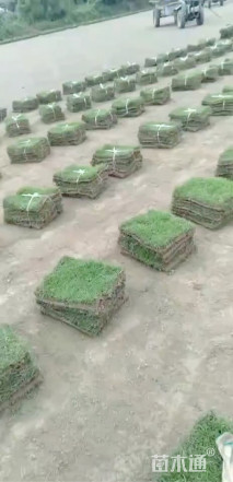 草块状天堂草