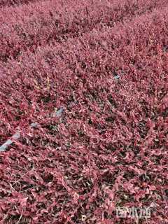 30厘米小叶扶芳藤